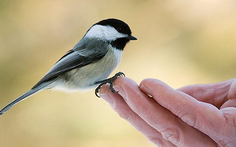 Birding_in_Bemidji Birding_in_Bemidji