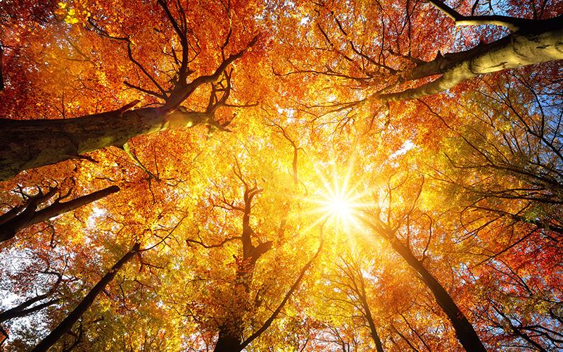 shot of trees and sky during the fall