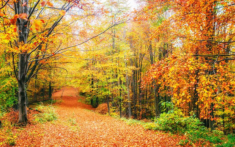leaf covered trail during the fall in the woods