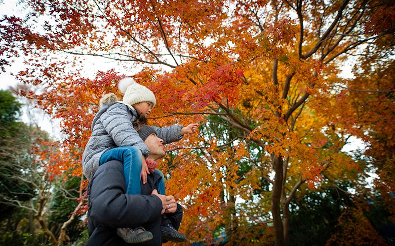 girl on the shoulders of a man during the fall looking at tress