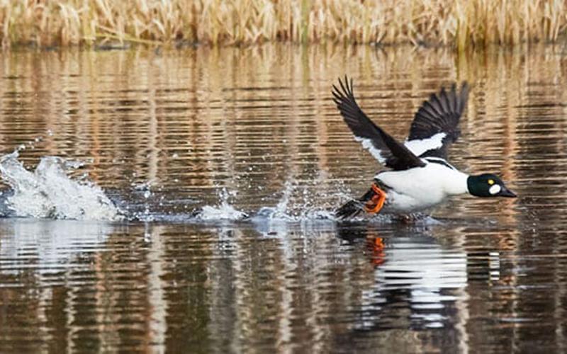 Seasonal_Birds_Fall Seasonal_Birds_Fall