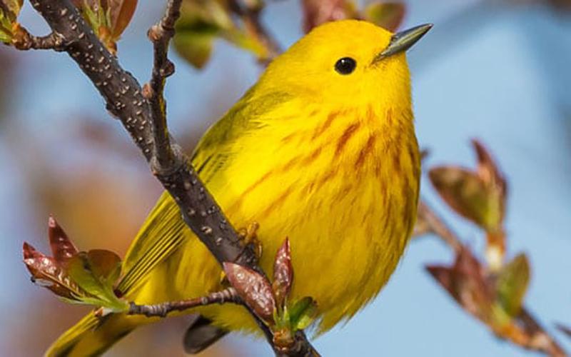 Seasonal_Birds_Spring Seasonal_Birds_Spring