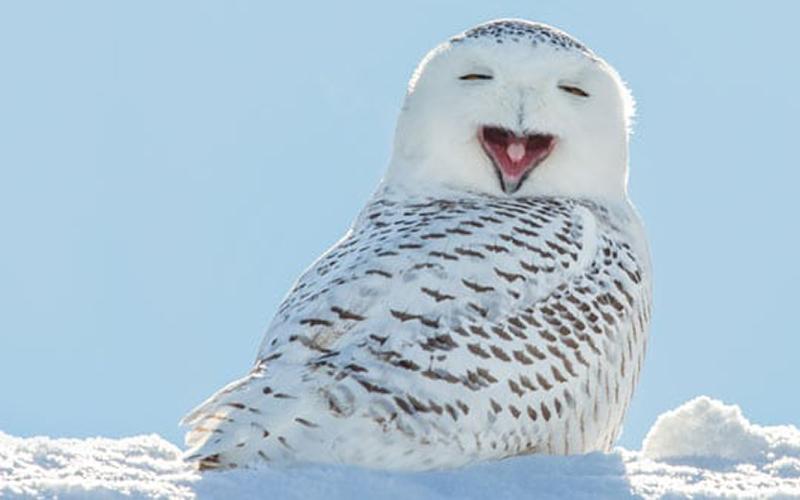 Seasonal_Birds_Winter Seasonal_Birds_Winter