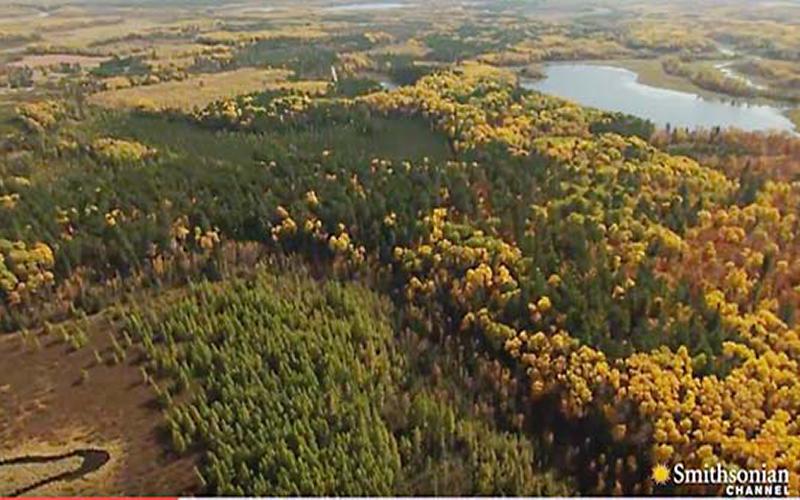areial view of woodlands in Bemidji