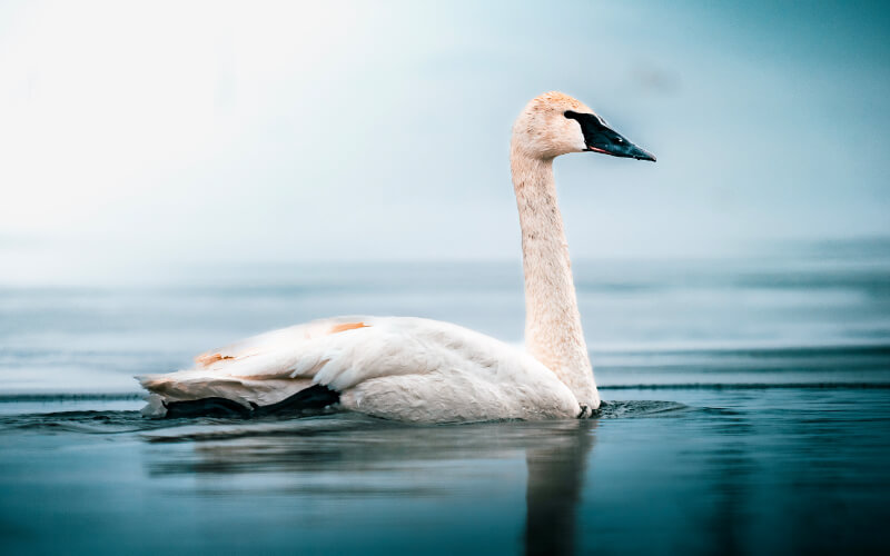 Bird Watching Bemidji