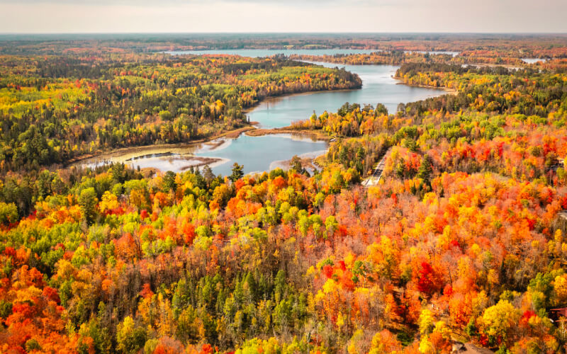 fall view of woods in bemidji