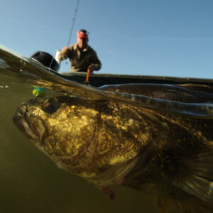 fish underwater on hook in lake